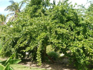 Calabash Tree Crescentia cujete 20 Seeds