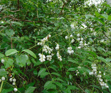 Load image into Gallery viewer, Snowberry Milkberry Chiococca alba 20 Seeds