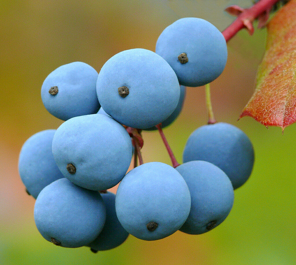 Oregon Grape Mahonia aquifolium 100 Seeds   USA Company