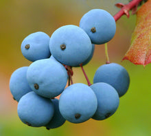 Load image into Gallery viewer, Oregon Grape Mahonia aquifolium 20 Seeds