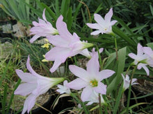 Load image into Gallery viewer, Pink Rain Lily Zephyranthes robusta 20 Seeds