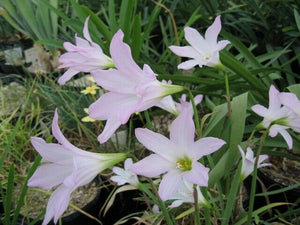 Pink Rain Lily Zephyranthes robusta 20 Seeds