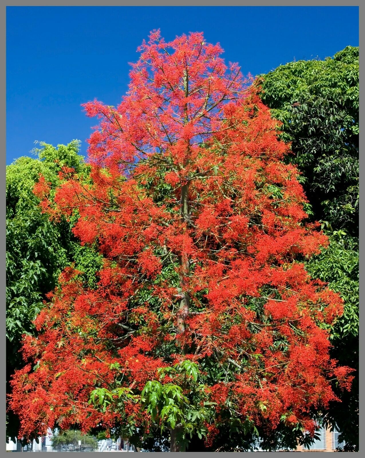 Flame Tree Brachychiton acerifolius 20 Seeds  USA Company