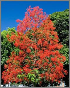 Flame Tree Brachychiton acerifolius 20 Seeds