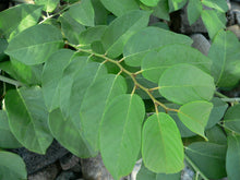 Load image into Gallery viewer, Coin Vine Dalbergia ecastophyllum 10 Seeds