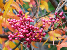 Load image into Gallery viewer, Chinese Pistache Pistacia chinensis 20 Seeds