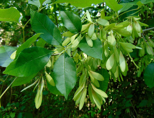 Carolina Ash Fraxinus caroliniana 20 Seeds
