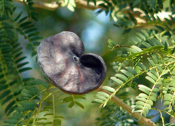 Monkey Earpod Tree Enterolobium contortisiliquum 20 Seeds