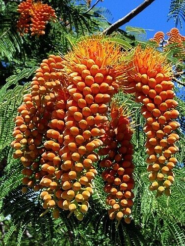 Colville's Glory Colvillea racemosa 5 Seeds