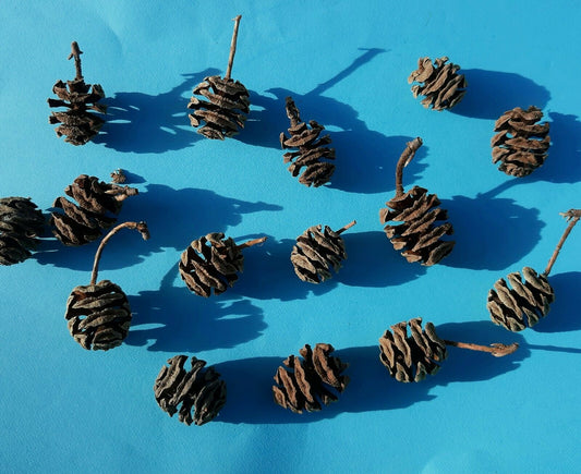 Dawn Redwood Metasequoia glyptostroboides 25 Cones