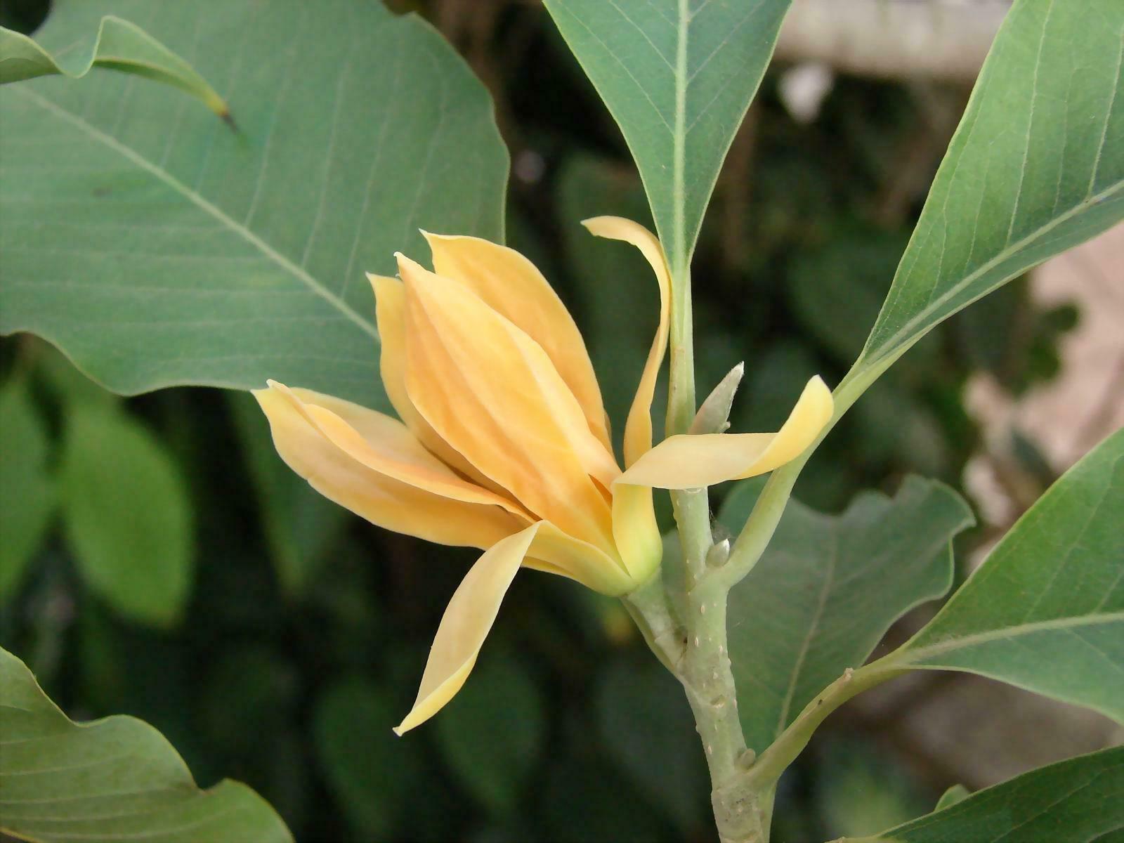 champaka flower seeds Golden Champaca Michelia champaca 20 Seeds – R&B Floridaseeds