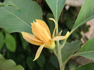 Golden Champaca  Michelia champaca  20 Seeds
