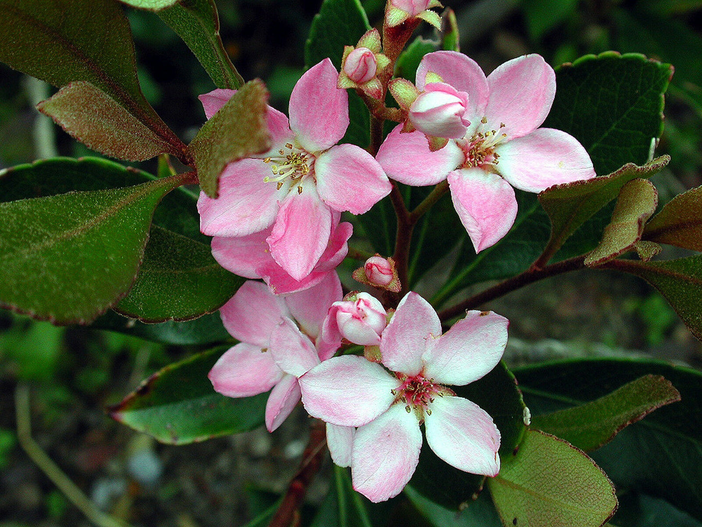 Indian Hawthorn Rhaphiolepis indica 20 Seeds  USA Company