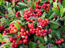 Load image into Gallery viewer, Scarlet Firethorn Pyracantha coccinea 20 Seeds