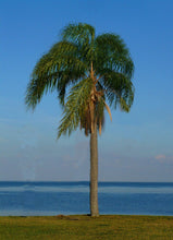 Load image into Gallery viewer, Queen Palm Cocos Plumosa Syagrus romanzoffiana 20 Seeds