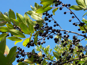 Carolina Laurelcherry Prunus caroliniana  20 Seeds