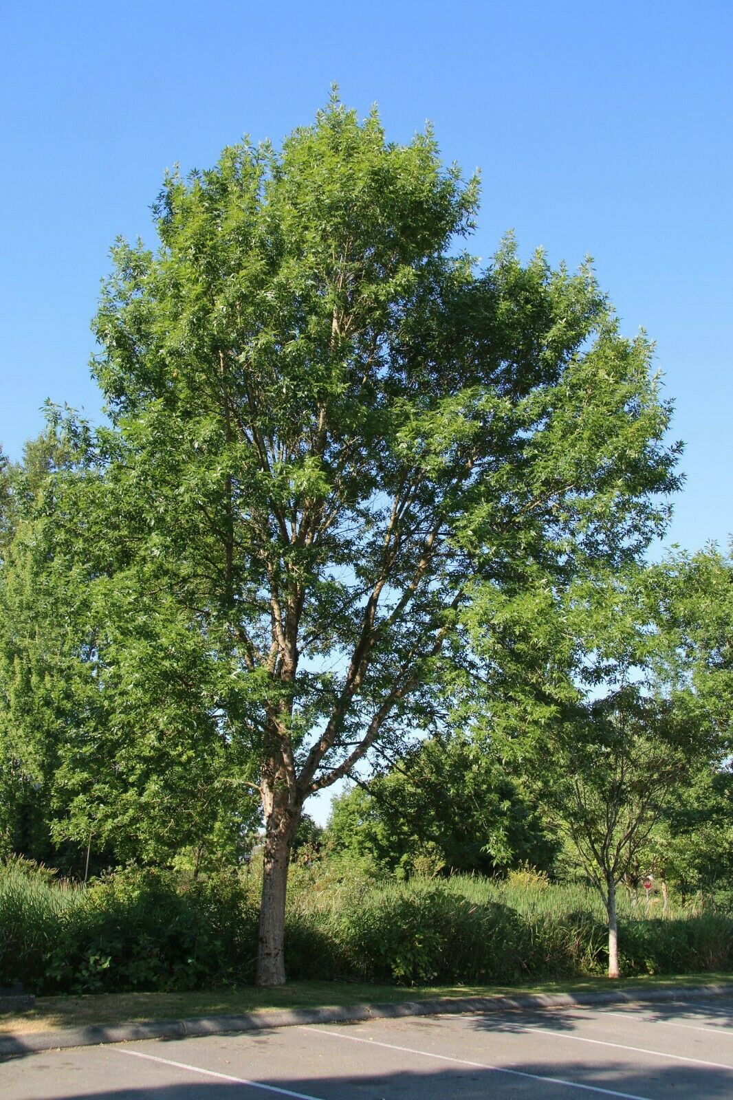 Green Ash Tree Fraxinus pennsylvanica 20 Seeds  USA Company