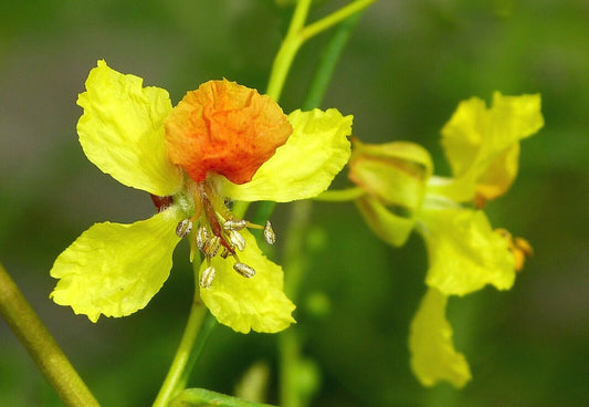 Jerusalem Thorn Mexican Paloverde Parkinsonia aculeata 100 Seeds  USA Company