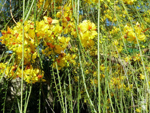 Load image into Gallery viewer, Jerusalem Thorn Mexican Paloverde Parkinsonia aculeata 20 Seeds