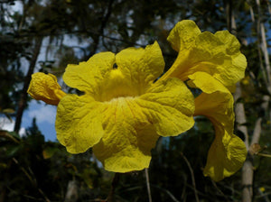 Golden Trumpet Tree Tabebuia chrysotricha 20 Seeds