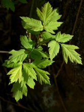 Load image into Gallery viewer, Boxelder Acer negundo 20 Seeds
