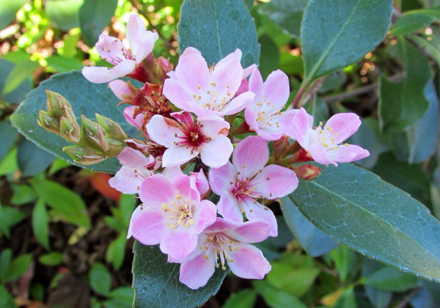 Indian Hawthorn Rhaphiolepis indica 20 Seeds  USA Company