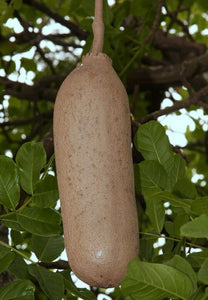 Sausage Tree Kigelia pinnata 20 Seeds