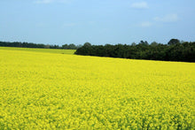 Load image into Gallery viewer, Canola Brassica napus 20 Seeds