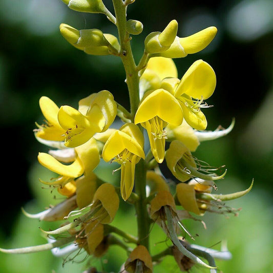 Yellow Necklacepod Sophora tomentosa 100 seeds  USA Company