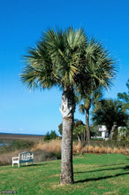 Load image into Gallery viewer, Sabal Palm Sabal palmetto 20 Seeds