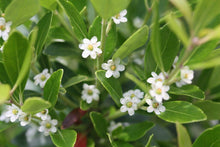 Load image into Gallery viewer, Gallberry Inkberry Ilex glabra 20 Seeds