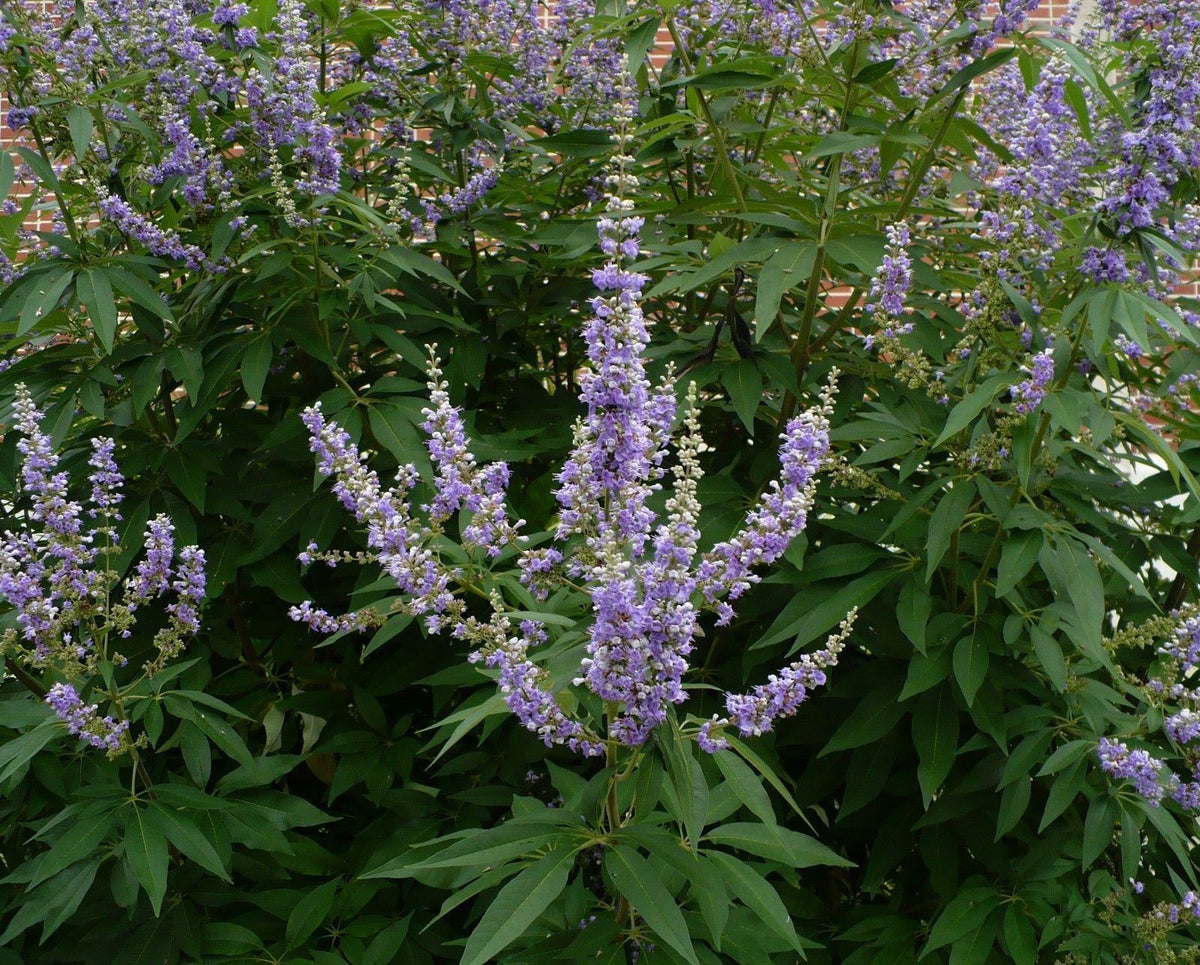 Castus Chaste Tree Vitex agnus-castus 100 Seeds – R&B Floridaseeds