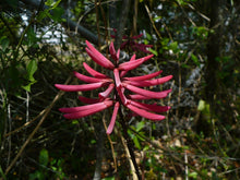 Load image into Gallery viewer, Coral Bean Erythrina herbacea  20 Seeds