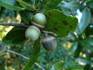 Laurel Oak Quercus laurifolia 20 Seeds