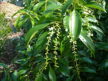 Load image into Gallery viewer, Florida Fiddlewood Citharexylum fruticosum 20 Seeds