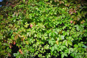 Virginia Creeper Parthenocissus quinquefolia 20 Seeds