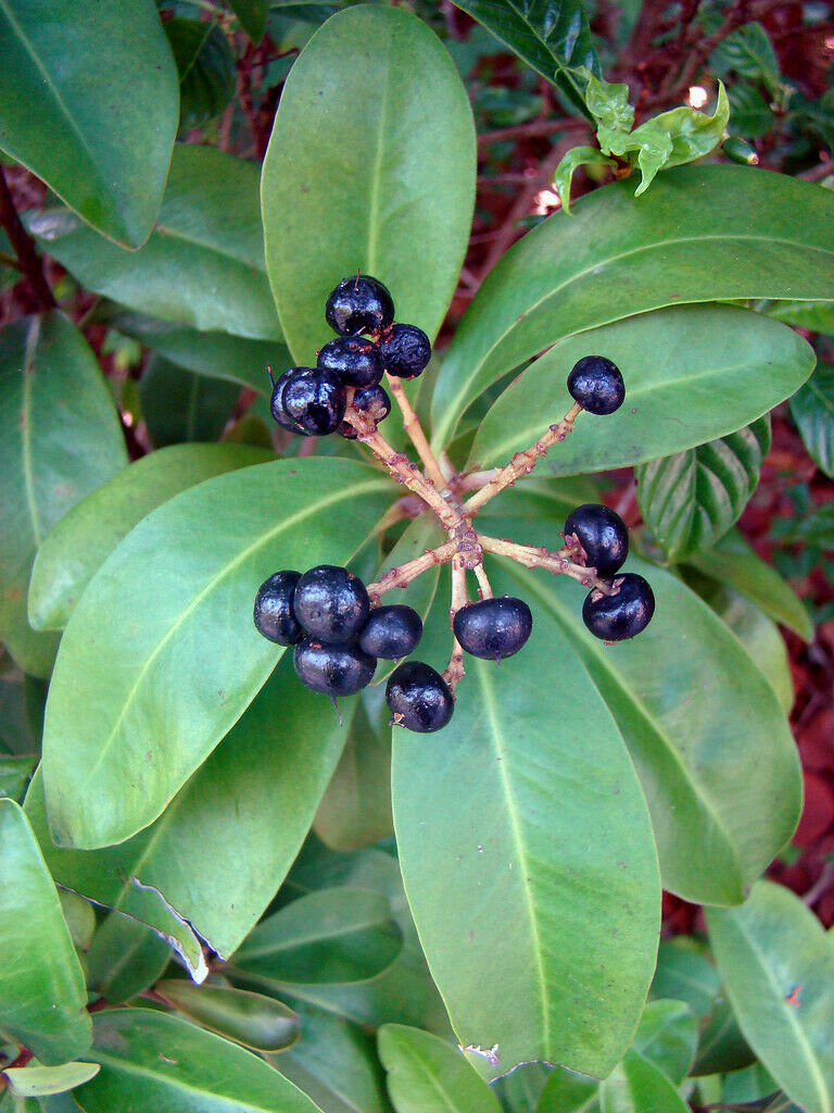 Marlberry Ardisia escallonioides 20 Seeds