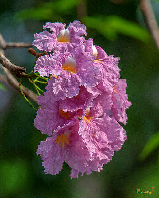 Rosy Trumpet Tree   10 Seeds   Tabebuia rosea