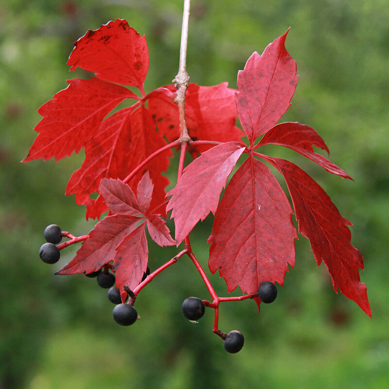 How to Plant and Grow Virginia Creeper