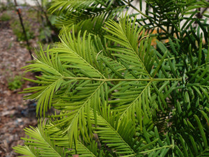 Dawn Redwood Metasequoia glyptostroboides 25 Cones