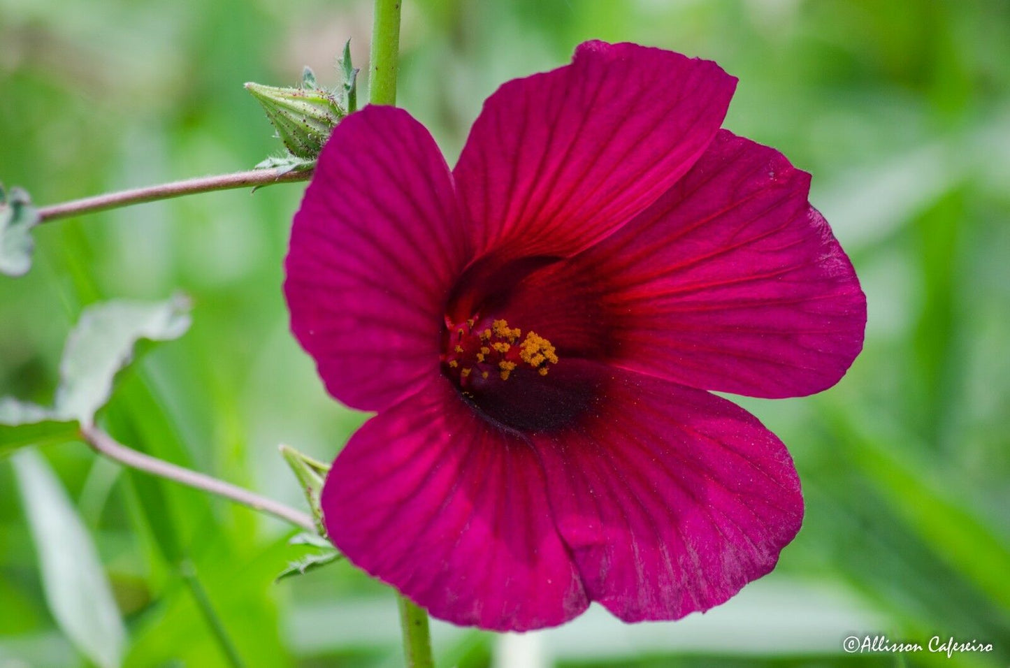 Monarch Rosemallow  15 Seeds  Hibiscus radiatus