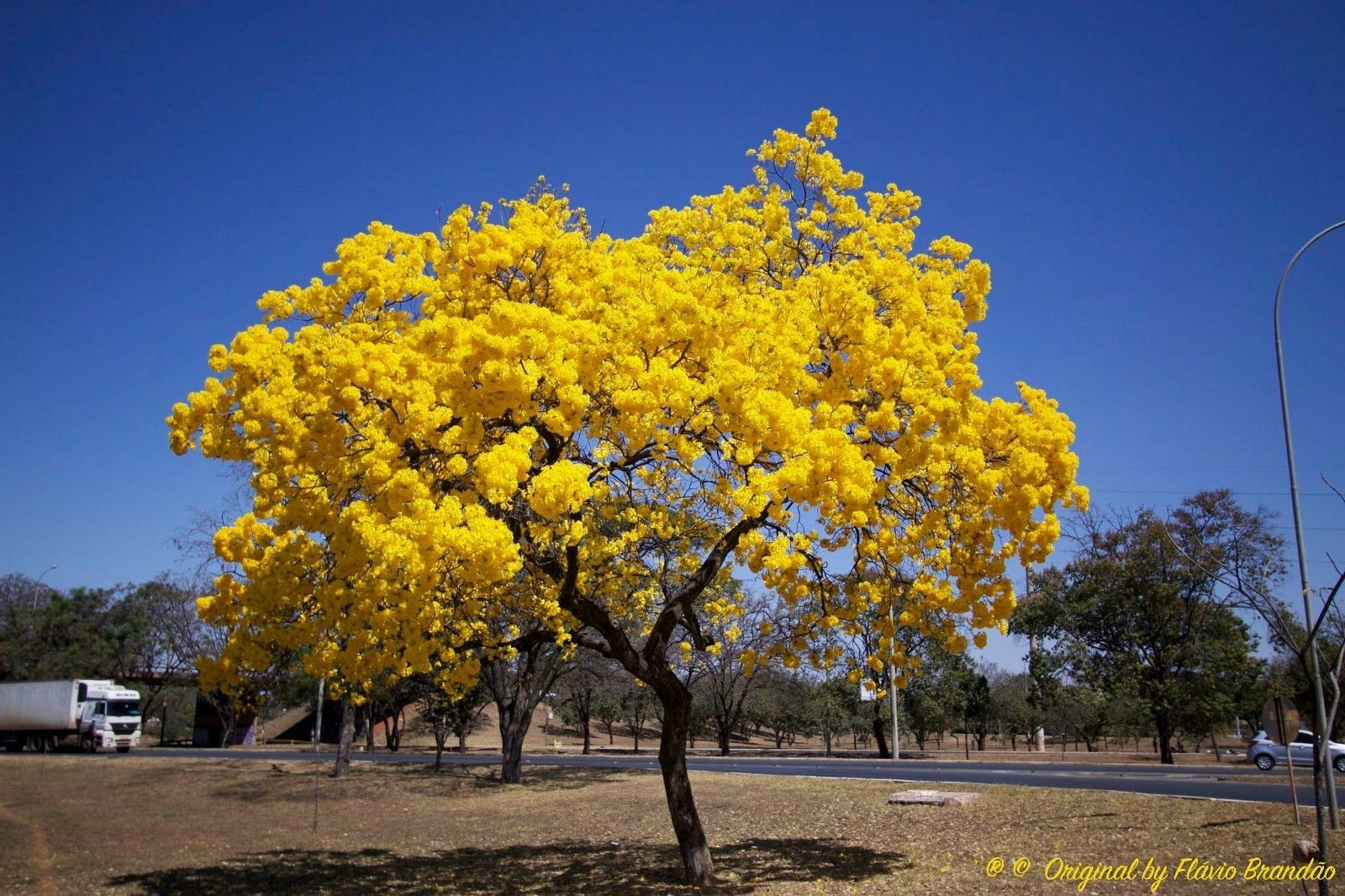 tabebuia chrysotricha bonsai golden trumpet tree Golden Trumpet Tree 100 Seeds Tabebuia chrysotricha – R&B Floridaseeds