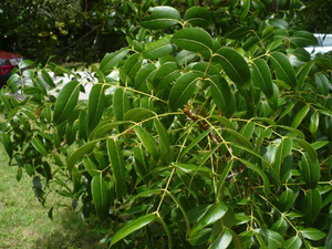 West Indian Mahogany Swietenia mahagoni 20 Seeds