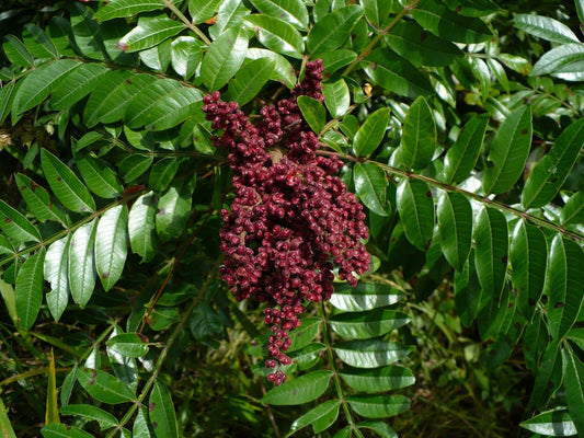 Winged Sumac   Rhus copallinum  100 Seeds  USA Company