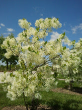 Load image into Gallery viewer, Fringe Tree Chionanthus virginicus 20 Seeds