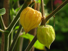 Load image into Gallery viewer, Goldenberry Cape Gooseberry Physalis peruviana 20 Seeds