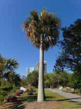 Load image into Gallery viewer, Puerto Rican Hat Palm Sabal causiarum 20 Seeds
