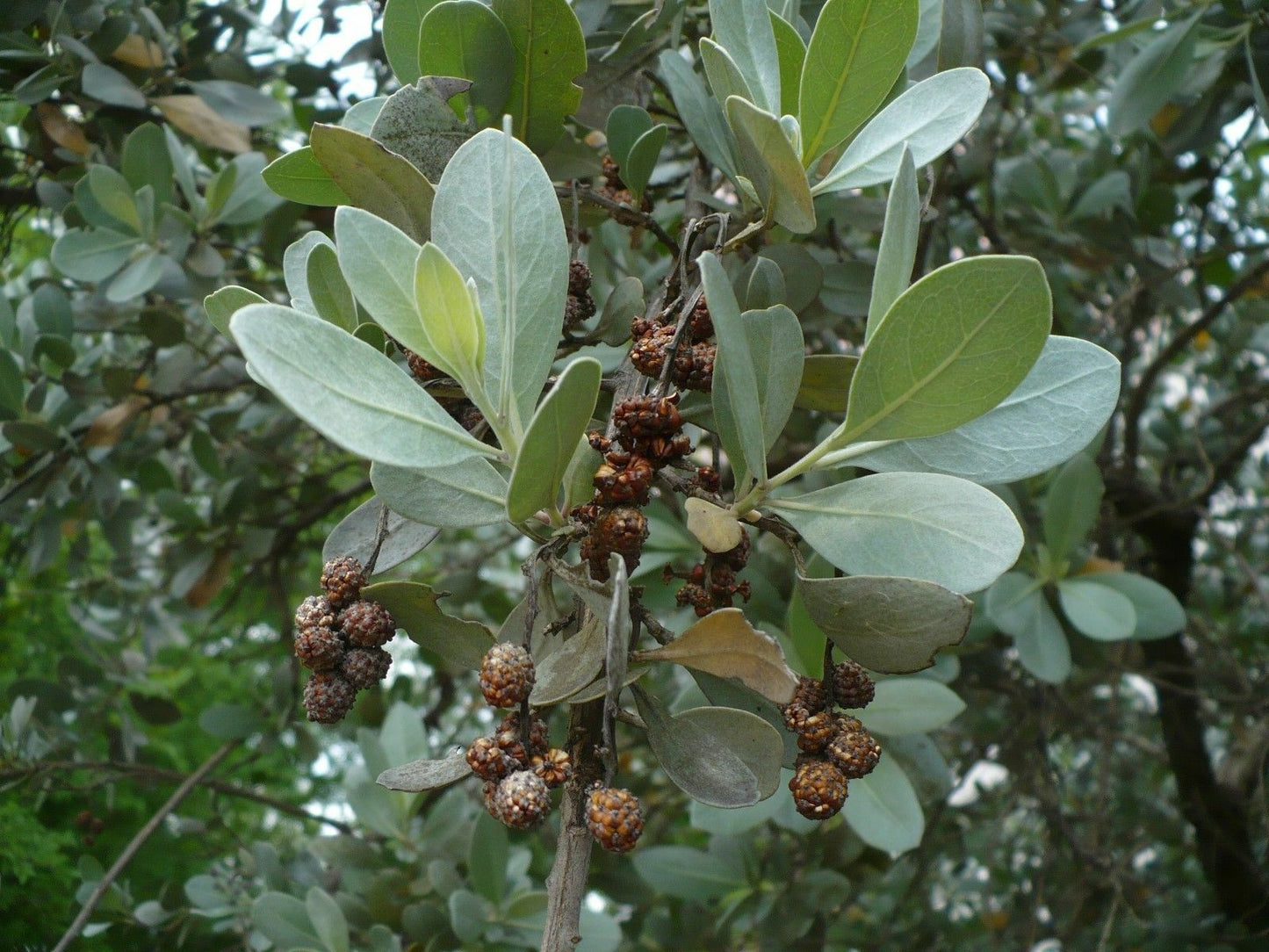 Silver Buttonwood Conocarpus erectus 30 Seeds  USA Company