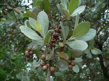 Load image into Gallery viewer, Silver Buttonwood Conocarpus erectus 30 Seeds