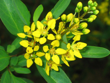 Load image into Gallery viewer, Golden Thryallis Galphimia gracilis 20 Seeds